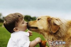 恰当训炼金毛狗狗的要点