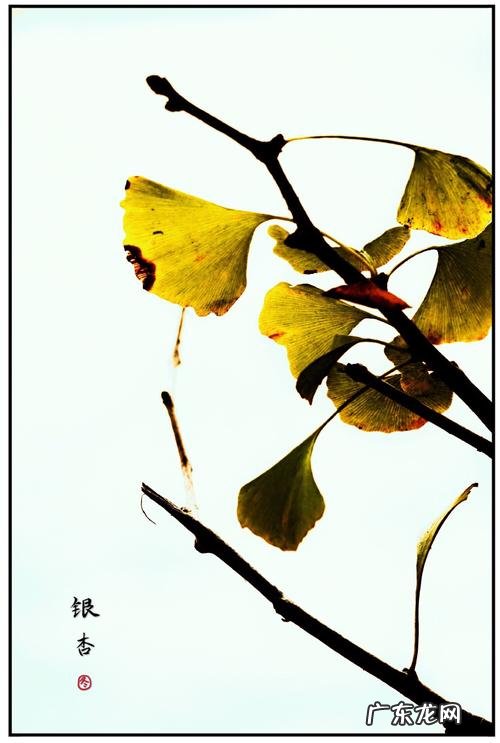 形容银杏叶黄了的唯美句子 【抖音文案】银杏叶黄了美句