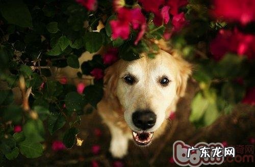 何时训练金毛犬最好是