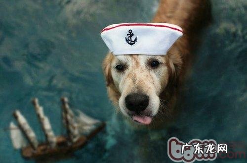 训练金毛犬做基础姿势的方式