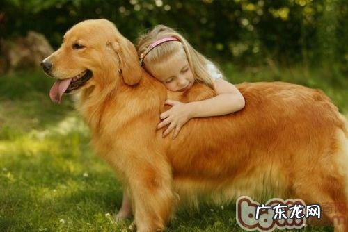 哪些方面会危害金毛训练