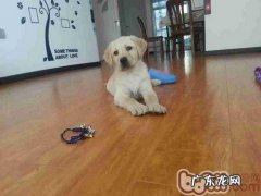 如何训炼金毛尿尿