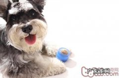 狗狗磨牙期该如何防止其乱咬