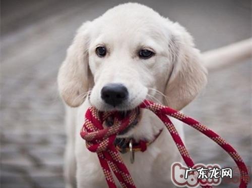 恰当应用狗链能具有训炼功效