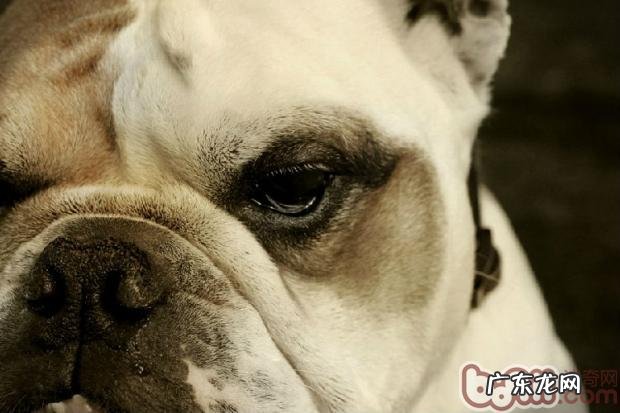 训炼斗牛犬的基础准则