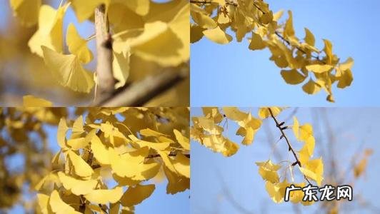 赞美秋天银杏树的唯美句子 【抖音文案】秋天赞美银杏树的优美句子