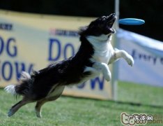 小狗玩飞盘的训炼关键点