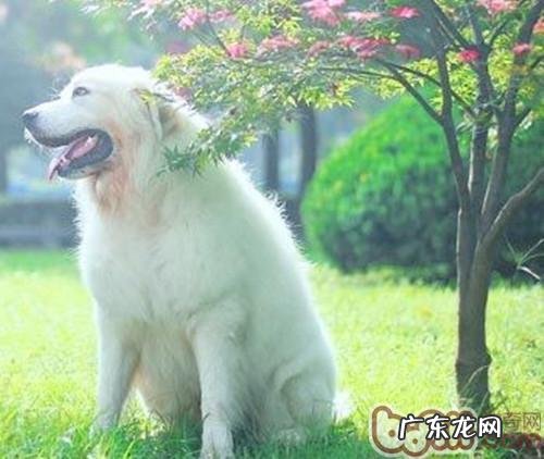 怎样帮小狗摆脱恐惧心理