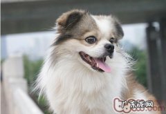 狗狗护食可从喂养方式改起