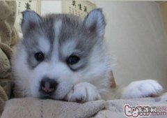 金毛训炼小技巧