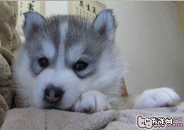 金毛训炼小技巧