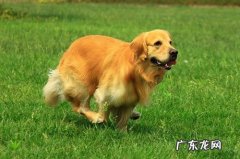 金毛狗狗后边突然倾斜45度瘸了