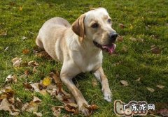 怎么让小狗文明礼貌地迎来顾客