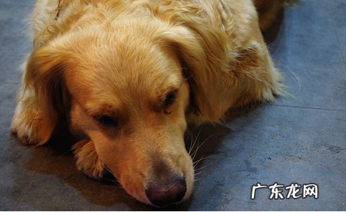 金毛狗狗弄湿之后,有哪些解决感冒发烧的方法 ?