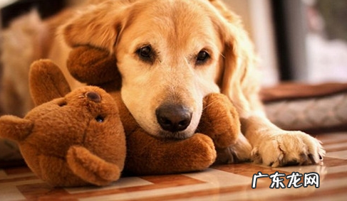 金毛狗狗弄湿之后,有哪些解决感冒发烧的方法 ?