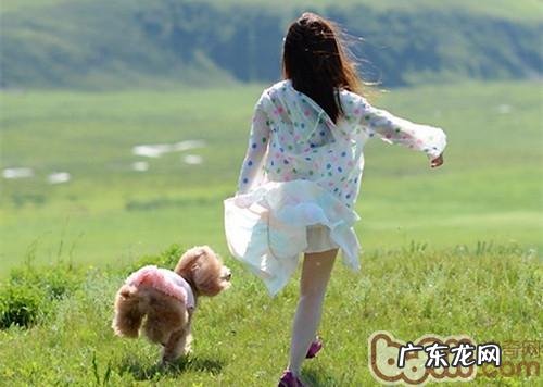 怎样训练小狗不乱串