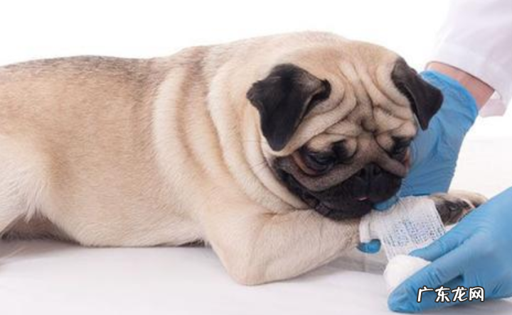 小狗有创口用什么药最很容易好