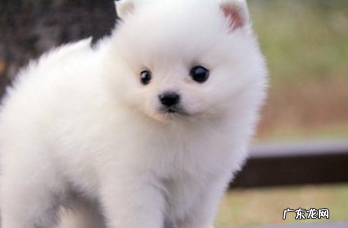 小狗有创口用什么药最很容易好