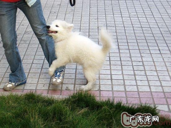 为何母犬也会“抱大腿”