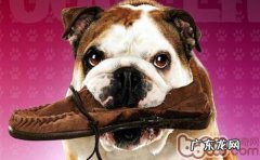 怎样降低小狗的杀伤力