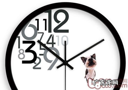 小狗还可以如果你的闹铃