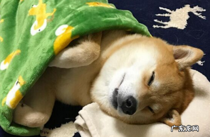 狗狗发烧发烧感冒五天了都还没好