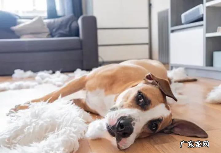 狗狗发烧发烧感冒五天了都还没好