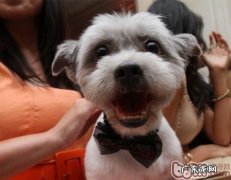 怎样训练小狗不被陌生人叫走