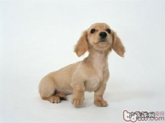 腊肠犬的训炼方法