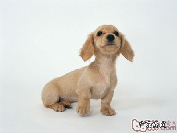 腊肠犬的训炼方法