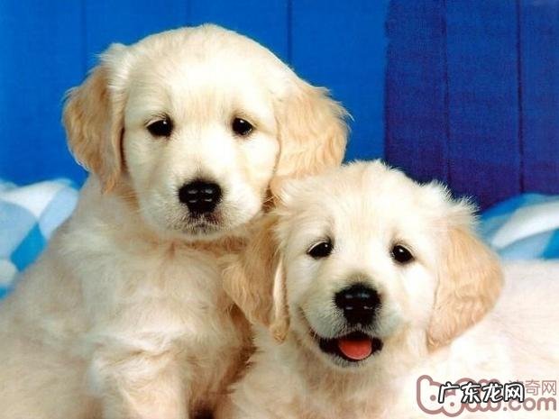 训狗前先要掌握狗