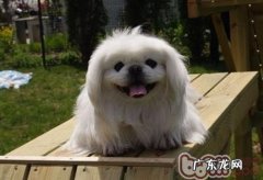 京巴狗不懂事不能惩罚看待