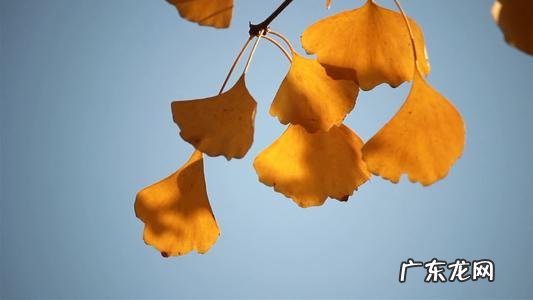 描写秋天银杏叶的诗句的词句有哪些 【抖音文案】描写秋天银杏叶的诗句