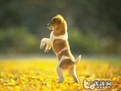 训练小狗时的恰当奖赏方法