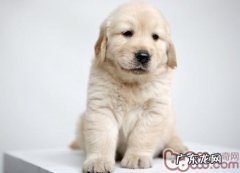 不必随便叫个不停狗狗的名字