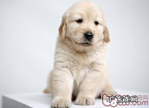 不必随便叫个不停狗狗的名字