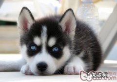 哈士奇幼犬的训练法