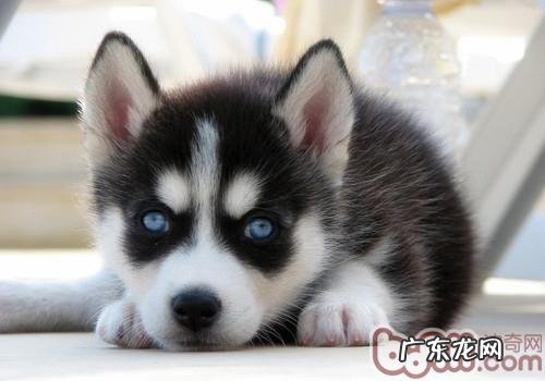哈士奇幼犬的训练法