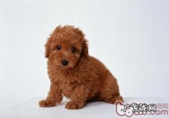 泰迪训练的四个常见问题