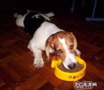 怎样训练小狗的饭桌文明行为