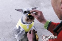 小狗拒食的训练法