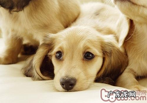 怎样才能让小狗了解务必闭上嘴