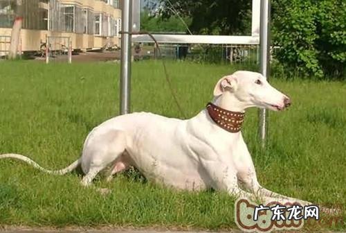 灵缇犬的训练法