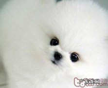 怎样训炼博美咬人人