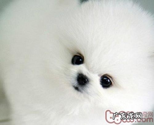 怎样训炼博美咬人人