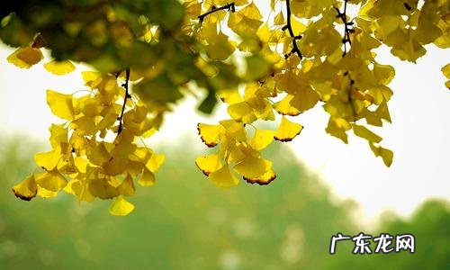 【抖音文案】关于银杏树的简短句子