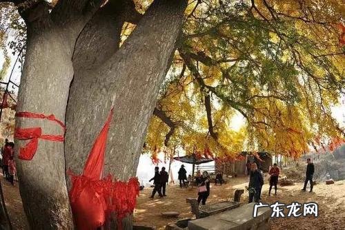 描述深秋银杏树美景的句子 【抖音文案】描述千年银杏树的句子