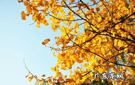 描写秋天银杏树果实的优美句子 【抖音文案】描写秋天银杏树的优美句子很短