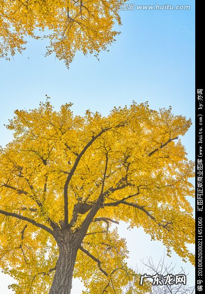 描写秋天银杏树果实的优美句子 【抖音文案】描写秋天银杏树的优美句子很短