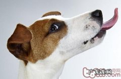 怎样训练小狗的社会性